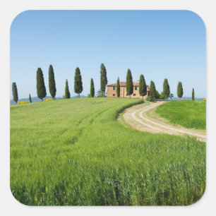 Farm villa with cypress trees in Tuscany Square Sticker