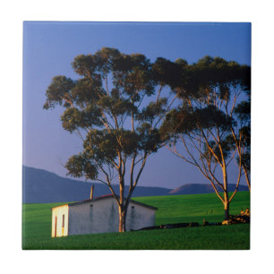 Farm Worker's Cottage And Wheat Fields, Overberg Tile