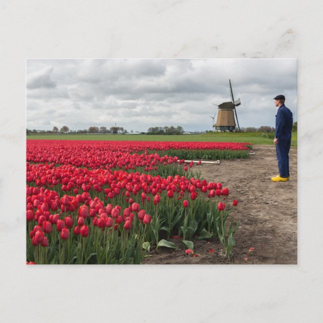 Farmer inspecting his tulips and windmill postcard (Front)