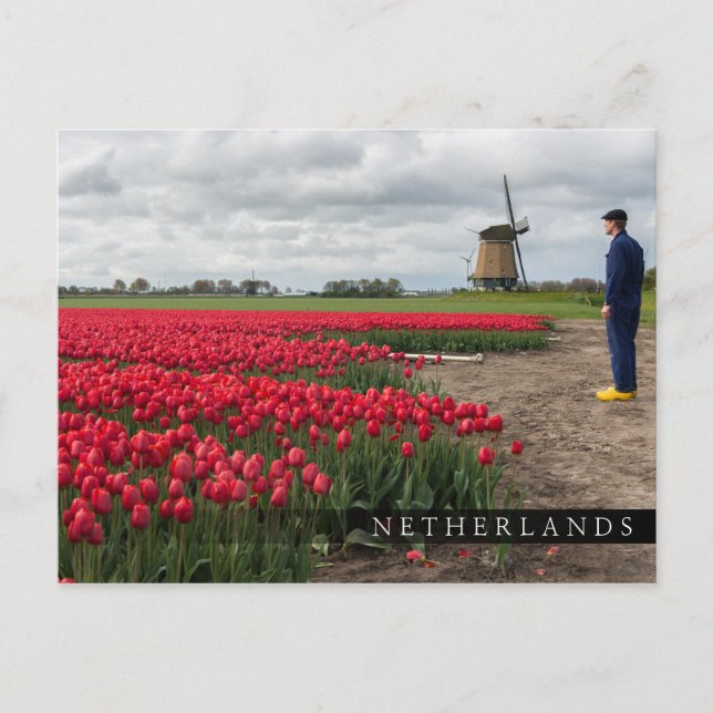 Farmer inspecting his tulips and windmill postcard (Front)