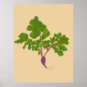Farmer Radish Turnips Plants Gardening   Poster