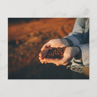 Farmer with Coffee Beans Postcard
