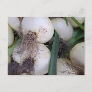 Farmer's Market Onions Postcard