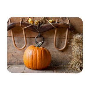 Farmers Museum. Pumpkin in barn with bale of hay Magnet