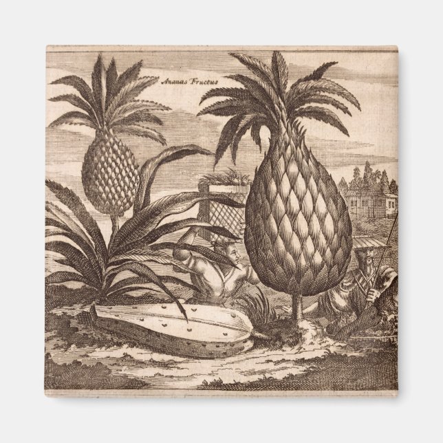 Farming Large Pineapples, illustration from a desc Magnet (Front)