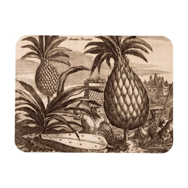 Farming Large Pineapples, illustration from a desc Magnet (Horizontal)