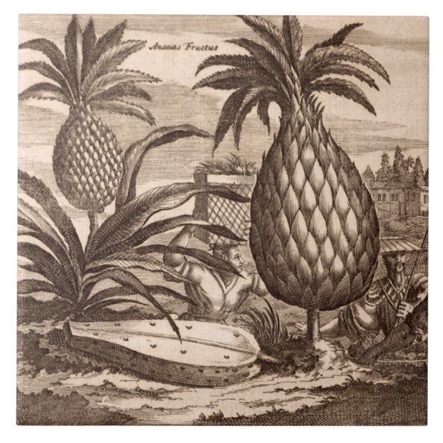 Farming Large Pineapples, illustration from a desc Tile (Front)