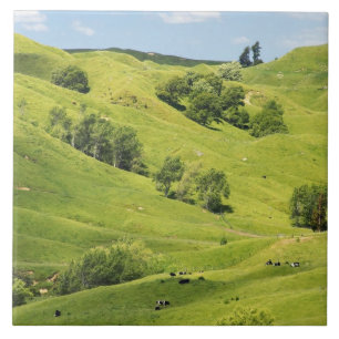 Farmland near Gisborne, New Zealand Tile