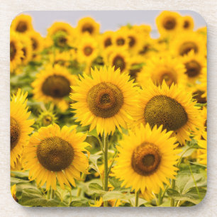 Farms A Sunflower Field Coaster