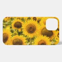 Farms | A Sunflower Field