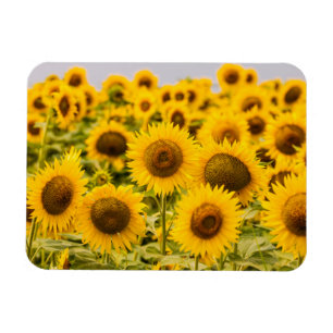 Farms A Sunflower Field Magnet