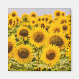 Farms   A Sunflower Field Magnet