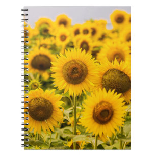 Farms A Sunflower Field Notebook