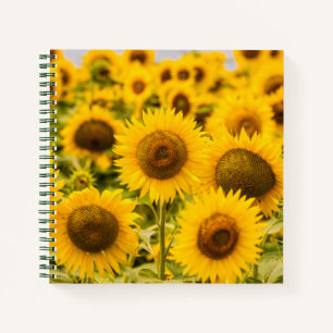 Farms A Sunflower Field Notebook
