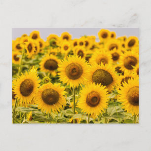 Farms   A Sunflower Field Postcard