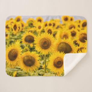 Farms A Sunflower Field Sherpa Blanket
