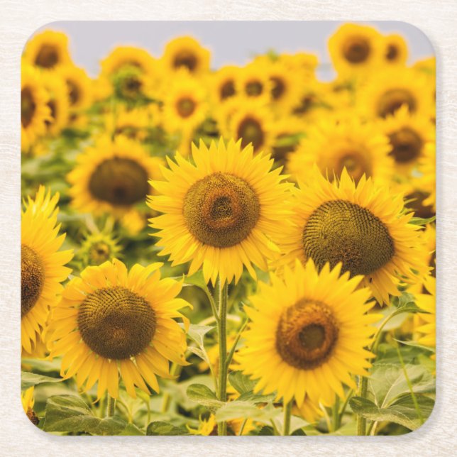 Farms | A Sunflower Field Square Paper Coaster (Front)