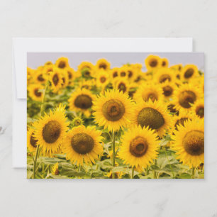 Farms A Sunflower Field Thank You Card