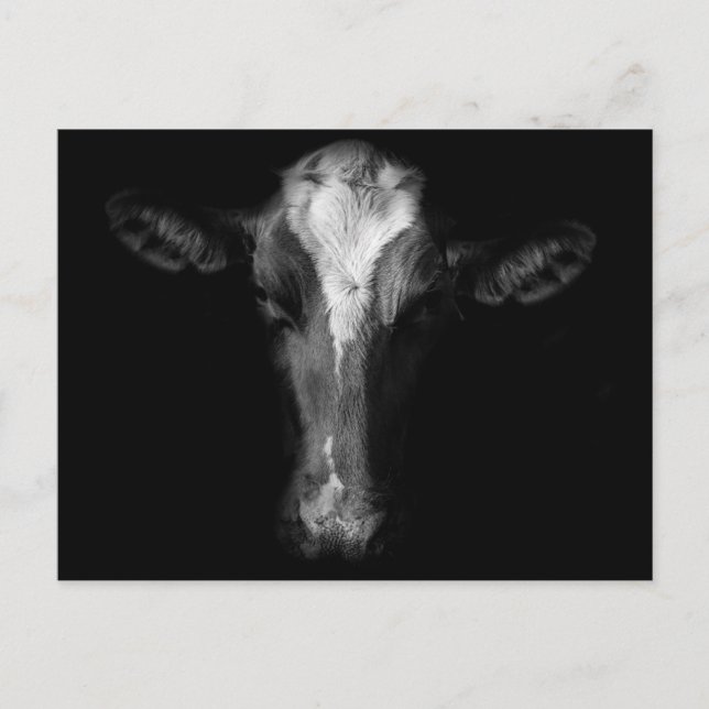 Farms | B&W Cow Head Shot Postcard (Front)