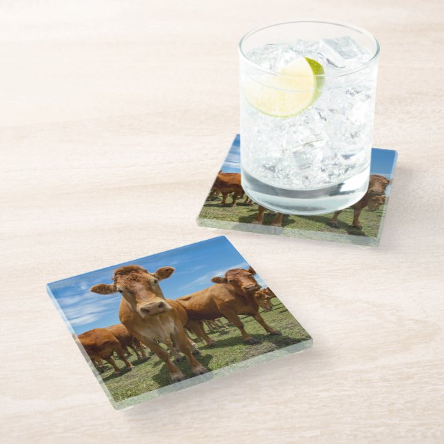 Farms | Brown Cow Group Glass Coaster (Angled)
