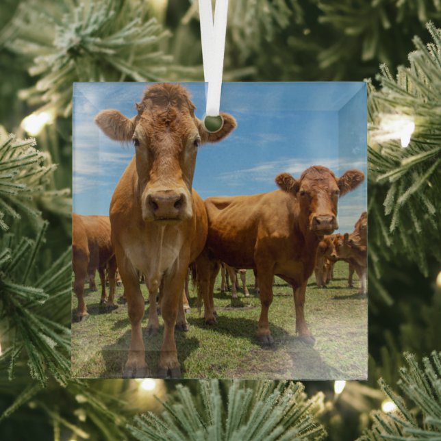 Farms | Brown Cow Group Glass Tree Decoration (Insitu)