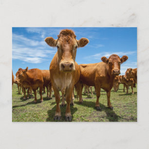 Farms   Brown Cow Group Postcard