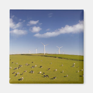 Farms Cows Near Windmill Farm Magnet