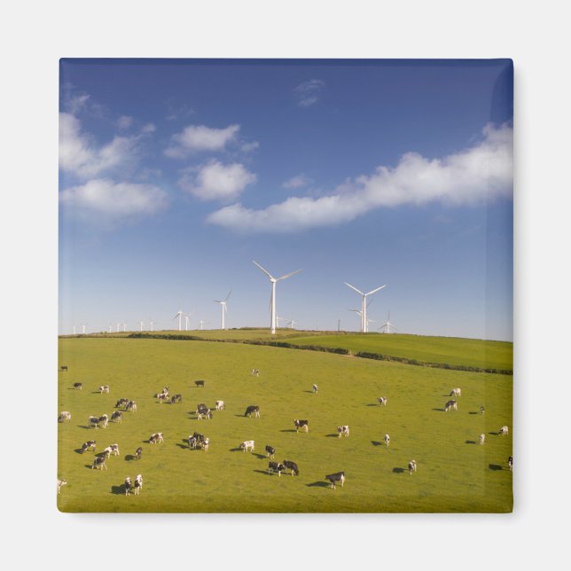 Farms | Cows Near Windmill Farm Magnet (Front)