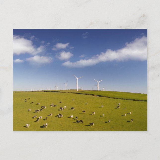 Farms | Cows Near Windmill Farm Postcard (Front)