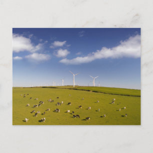 Farms   Cows Near Windmill Farm Postcard