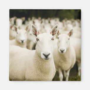 Farms Herd of Sheep Magnet