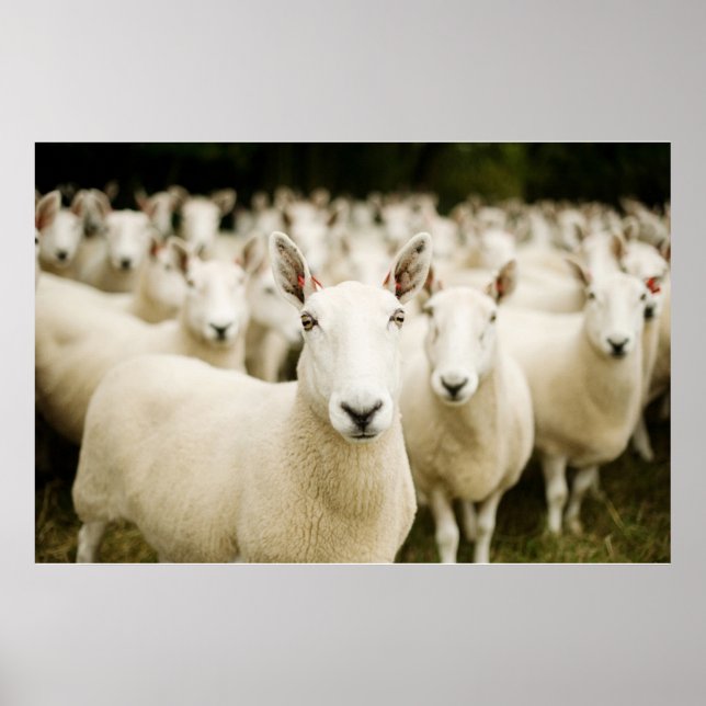 Farms | Herd of Sheep Poster (Front)