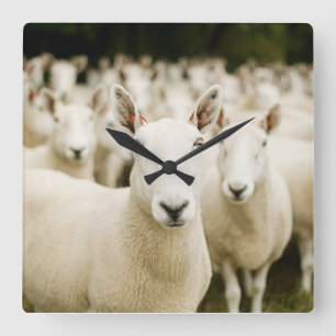 Farms   Herd of Sheep Square Wall Clock