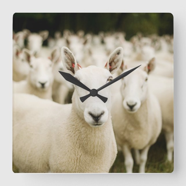 Farms | Herd of Sheep Square Wall Clock (Front)
