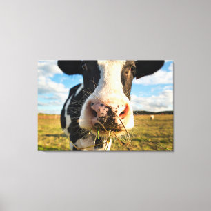 Farms Holstein Cow Chewing Canvas Print