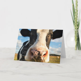Farms Holstein Cow Chewing Card
