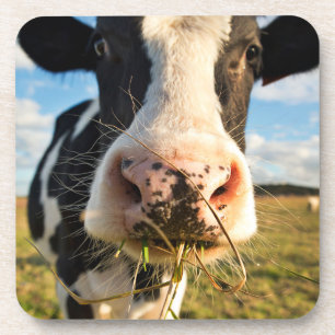 Farms   Holstein Cow Chewing Coaster
