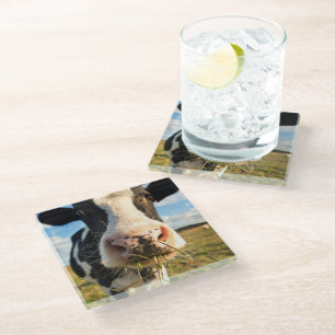 Farms Holstein Cow Chewing Glass Coaster