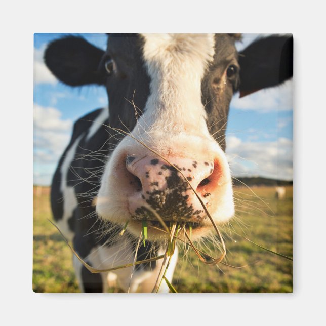 Farms | Holstein Cow Chewing Magnet (Front)