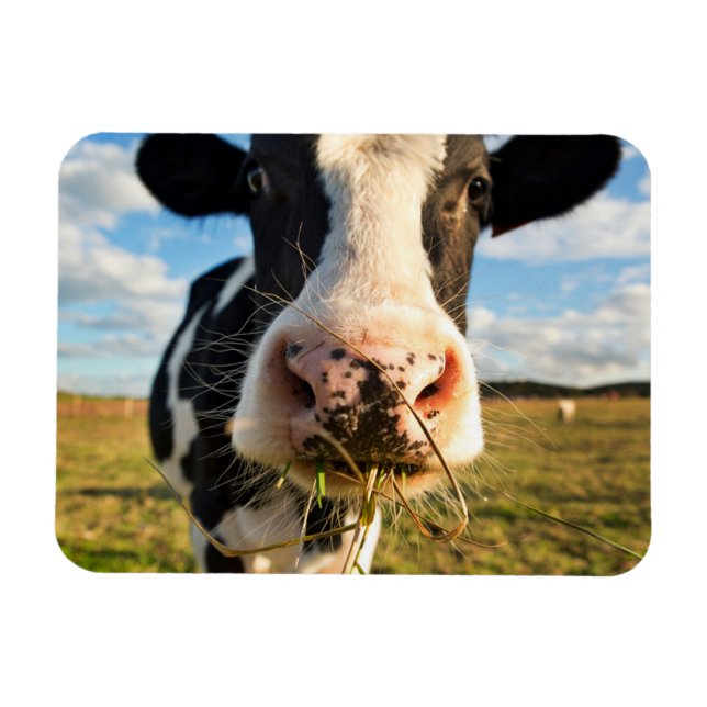 Farms | Holstein Cow Chewing Magnet (Horizontal)