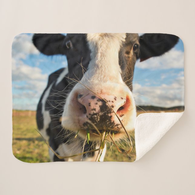 Farms | Holstein Cow Chewing Sherpa Blanket (Front (Horizontal))