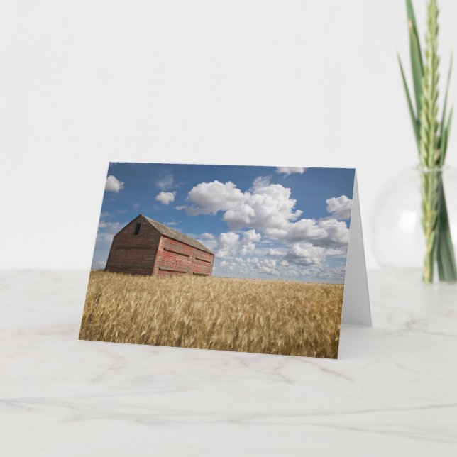 Farms | Old Red Barn in Wheat Field Card (Front)