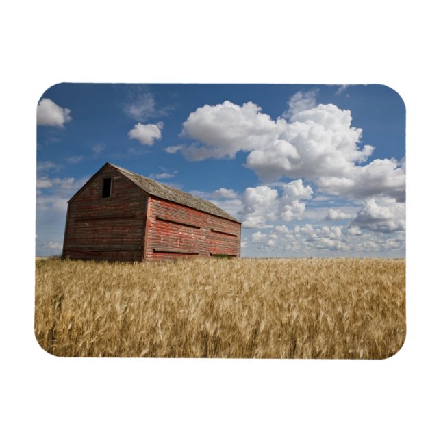 Farms | Old Red Barn in Wheat Field Magnet (Horizontal)