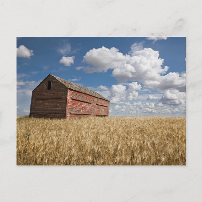 Farms | Old Red Barn in Wheat Field Postcard (Front)