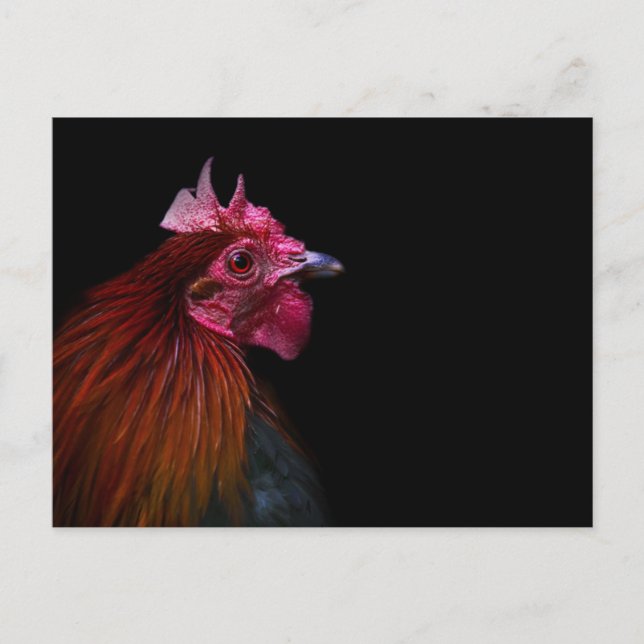 Farms | Rooster Head Shot Postcard (Front)