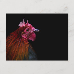 Farms   Rooster Head Shot Postcard