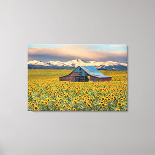 Farms Sunflower Field Canvas Print