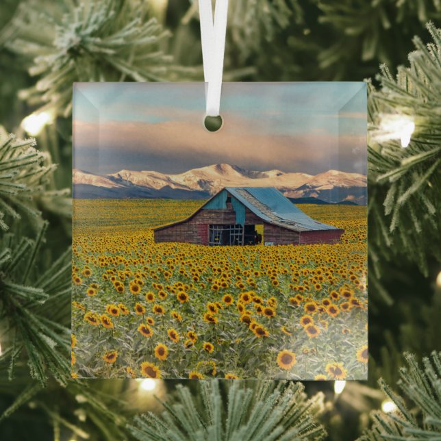 Farms | Sunflower Field Glass Tree Decoration (Insitu)