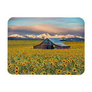 Farms Sunflower Field Magnet