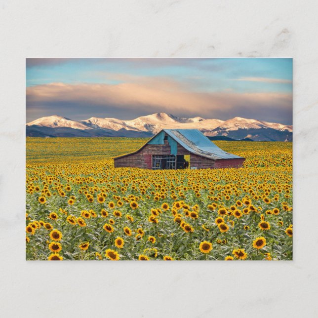 Farms | Sunflower Field Postcard (Front)